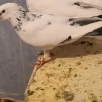 کبوتر.کفتر
