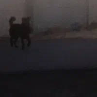 سگ قدرجونی|سگ|ماهیدشت, |دیوار