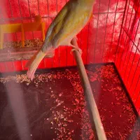 قناری نر بخون.سهره بخون|پرنده|پاکدشت, پاکدشت (مامازند)|دیوار