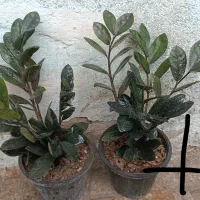 همایش ویژه گل و گیاه|گردهمایی و همایش|مشهد, حیدرآباد|دیوار