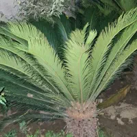سیکاس ۱۲ساله شاداب وسرحال