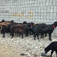 ۱۶راس میش و بره|حیوانات مزرعه|دزفول, |دیوار