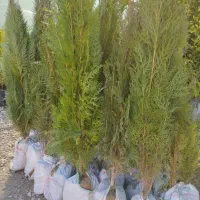 نهال|گل و گیاه طبیعی|ایذه, |دیوار