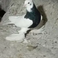 فروشی طوقی سیاه نر