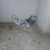 کفتر  طوقی  سرور کرمانشاهی   سوسنی