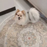 سگ پامر