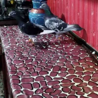 کبوتر پلاکی خط خونی ونروی مسافت فوق العاده درجه یک