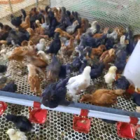 فروش جوجه مرغ از یک روزه تا2ماهه