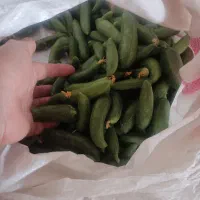خیار