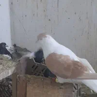 کفتر کبوتر چپ زرد افغانی نر