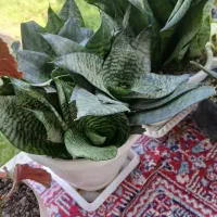 گل سانسوریا مهتابی سبز پاکوتاه متوسط|گل و گیاه طبیعی|سنگر, |دیوار