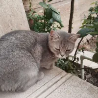 واگذاری گربه
