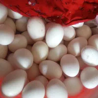 تخم مرغ محلی