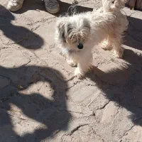 سگ پاکوتاه|سگ|ابهر, |دیوار