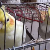 عروس هلندی سخنگو|پرنده|سنندج, |دیوار