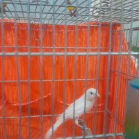 قناری نر|پرنده|ری, علایین|دیوار