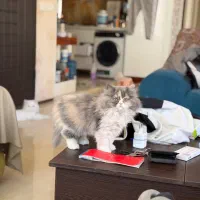 واگذاری گربه پرشین