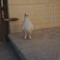 کبوتر پاپر