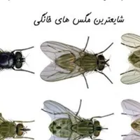 سمپاشی سوسک سم پاشی ساس گاز گازگذاری موش موریانه و|خدمات نظافت|قم, چهار مردان|دیوار