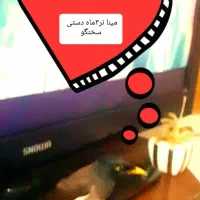 پرنده مینا افغان سخنگو 4کلمه حرف میزنههدستی ۳ماه