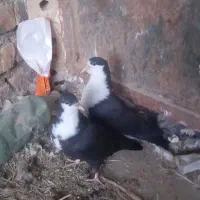 کفتر فروشی|پرنده|تایباد, |دیوار