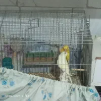 یک جفت مرغ عشق اسپانگل اصل