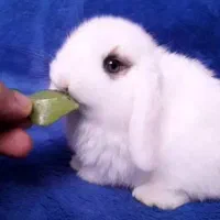 هدیه روز دختر خرگوش عروسکی|موش و خرگوش|مشهد, دانشجو|دیوار