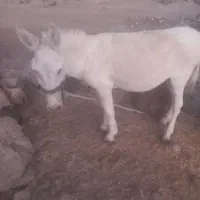 الاغ فروشی|حیوانات مزرعه|کنار تخته و کمار, |دیوار