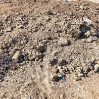 کود حیوانی گاو خشک و بدون اشغل