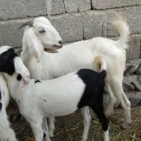 فروش چند راس بز ماده|حیوانات مزرعه|قصرقند, |دیوار