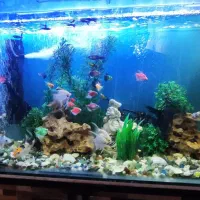 آکواریوم بزرگ خیلی شیک