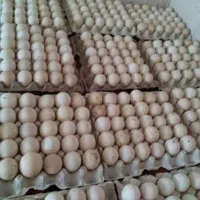 تخم نطفه دار بوقلمون بیوتی گوشتی