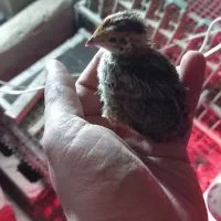 جوجه بلدرچین ۱۰ روزه