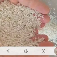 برنج طارم هاشمی|خوردنی و آشامیدنی|کردکوی, |دیوار