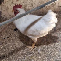 خروس گلپایگانی ۶ماهه