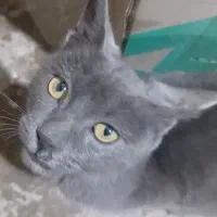 گربه اسکاتیش