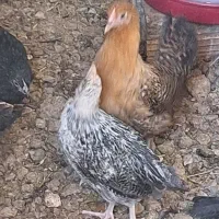 جوجه نیمچه مرغ خروس رسمی جهادی محلی گلپایگانی۴ماهه