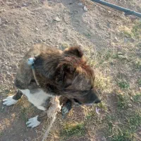 سگ نر دیونه|سگ|بالا ولایت, |دیوار