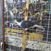 کفتر صید|پرنده|مشهد, یاس|دیوار