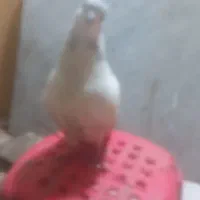 کبوترخوشکل|پرنده|قائم‌شهر, |دیوار