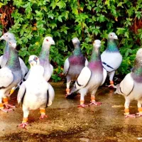 دسته کفتر|پرنده|شیراز, شهرک پرواز|دیوار