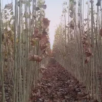 انواع نهال میوه.گردو.بادام صنوبر.کبوده عمده .خرده|گل و گیاه طبیعی|میاندوآب, |دیوار