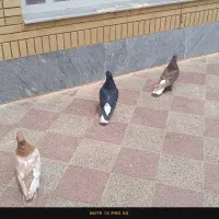 فروش کبوتر دمی سفید