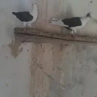 دوکت پلاکی