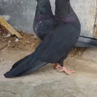 جفت زاغ کلاهی فروشی