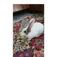 خرگوش
