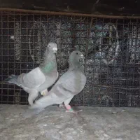 کفتر|پرنده|شیراز, گلشن|دیوار