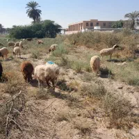 میش ابستن|حیوانات مزرعه|باوی, |دیوار