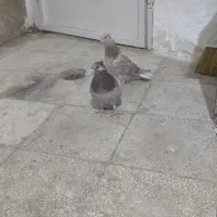 یه ابگل دم سفید|پرنده|سبزوار, باهنر|دیوار