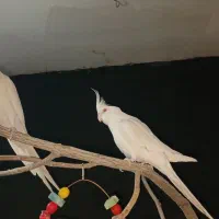 آلبینو چشم شرابی نر